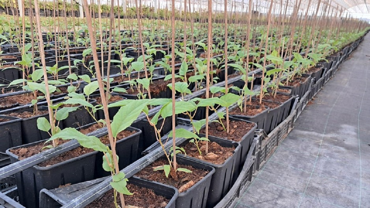 vivero la quercia|la quercia 1